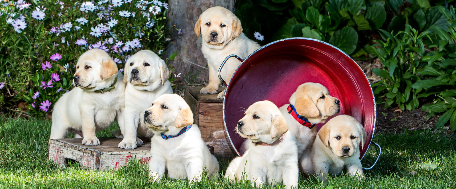 Field labrador best sale retriever breeders