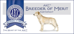 Labrador Retriever Breeder of Merit