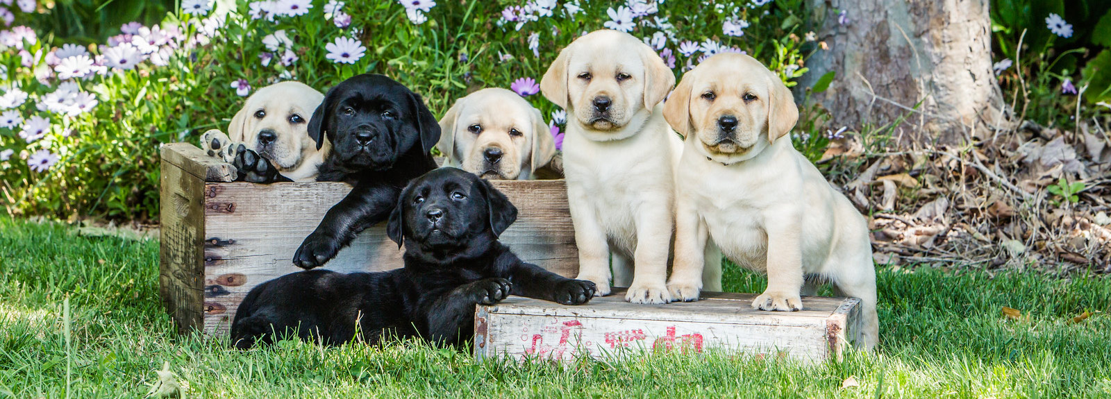 best yellow lab breeders