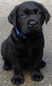 blue-collar-boy-service-dog-to-paw-pals-assistance-dogs-in-colorado