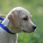 labrador-puppy-2-1395783