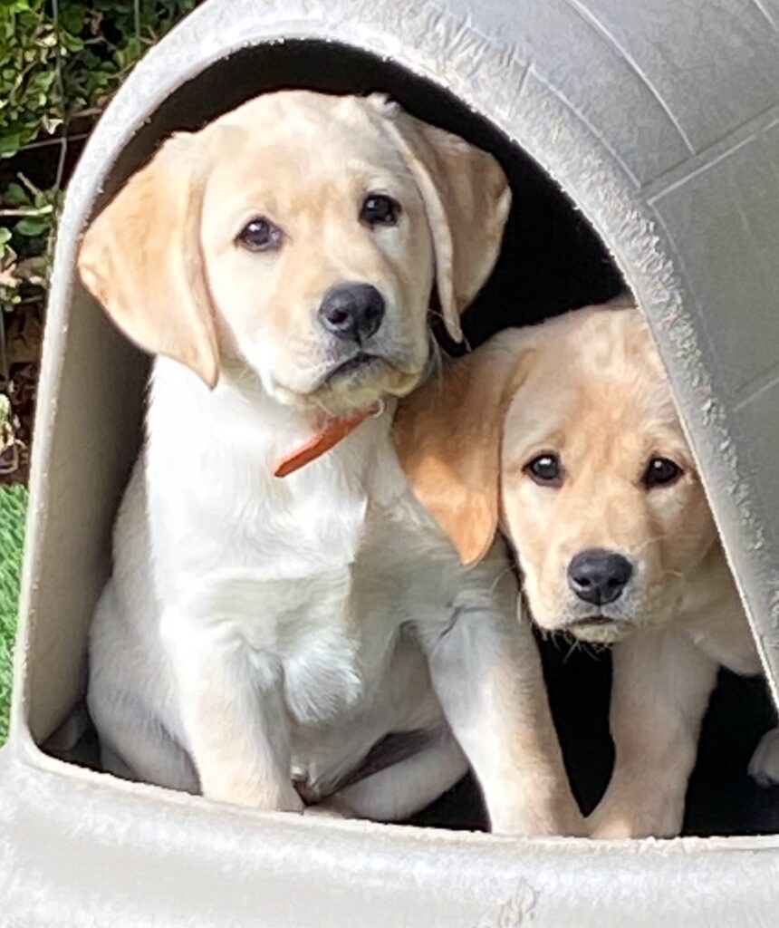 Amber Wags girls 12 wks old