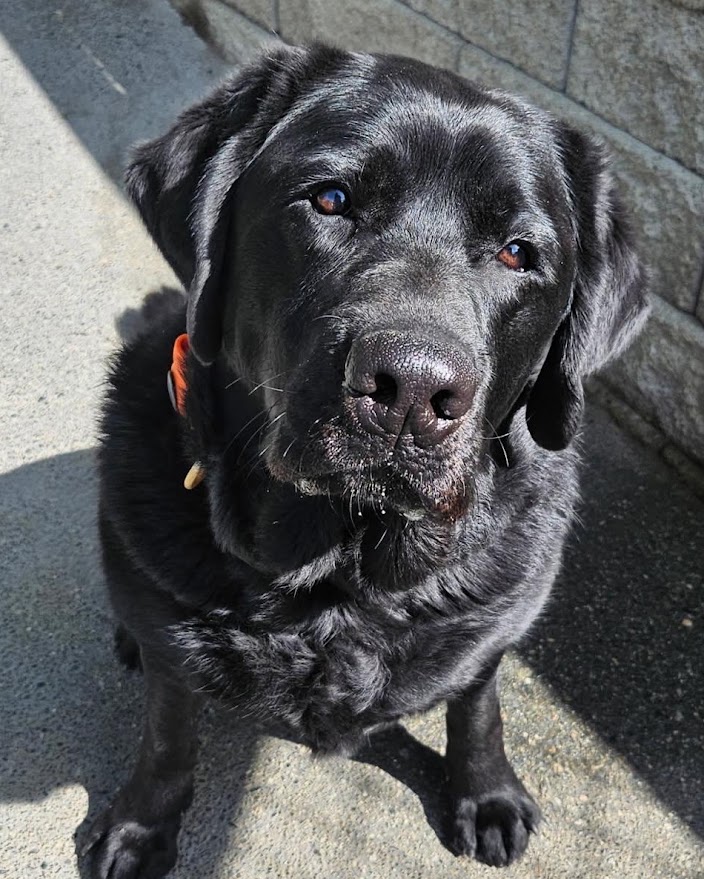 Tux 3 yrs old