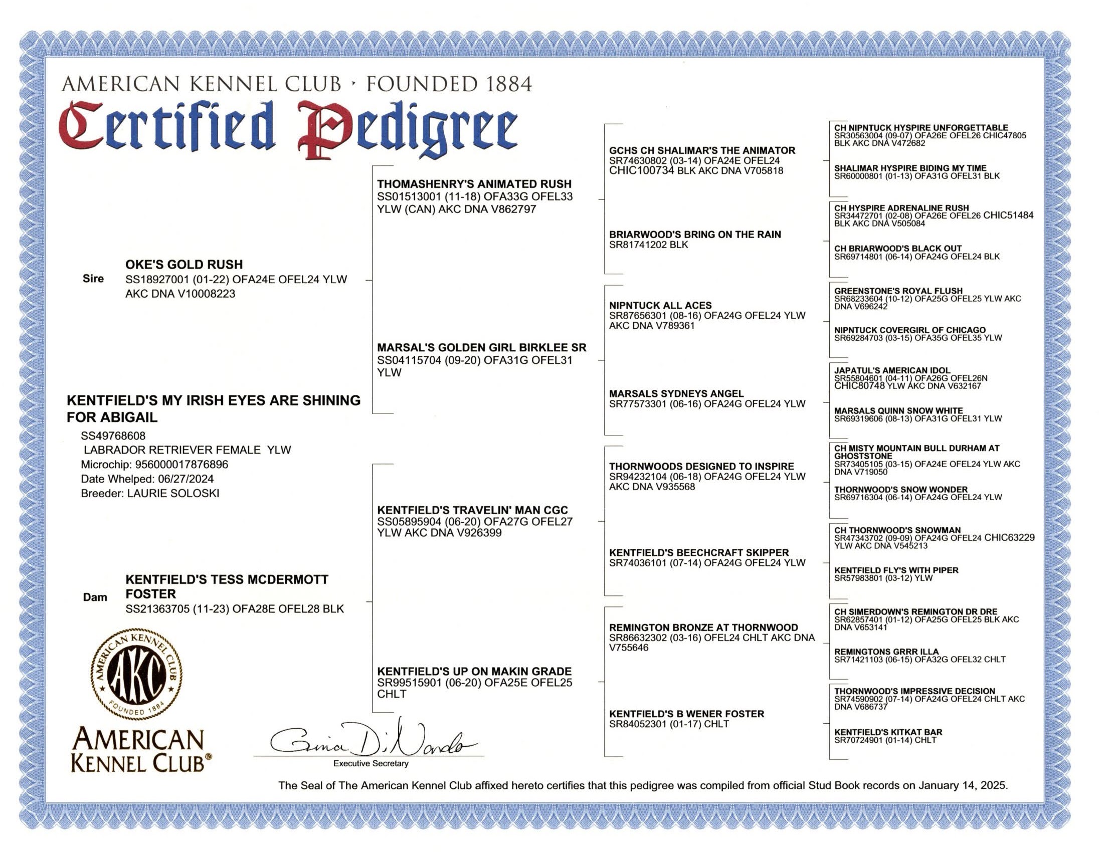AKC Pedigree Kentfield's My Irish Eyes are Shining for Abigail 20250204_09410997